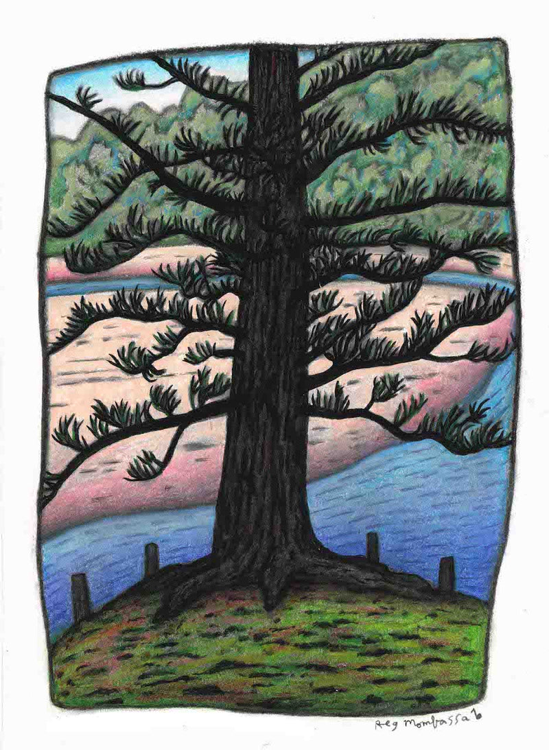 Norfolk Pine at Moonee Beach